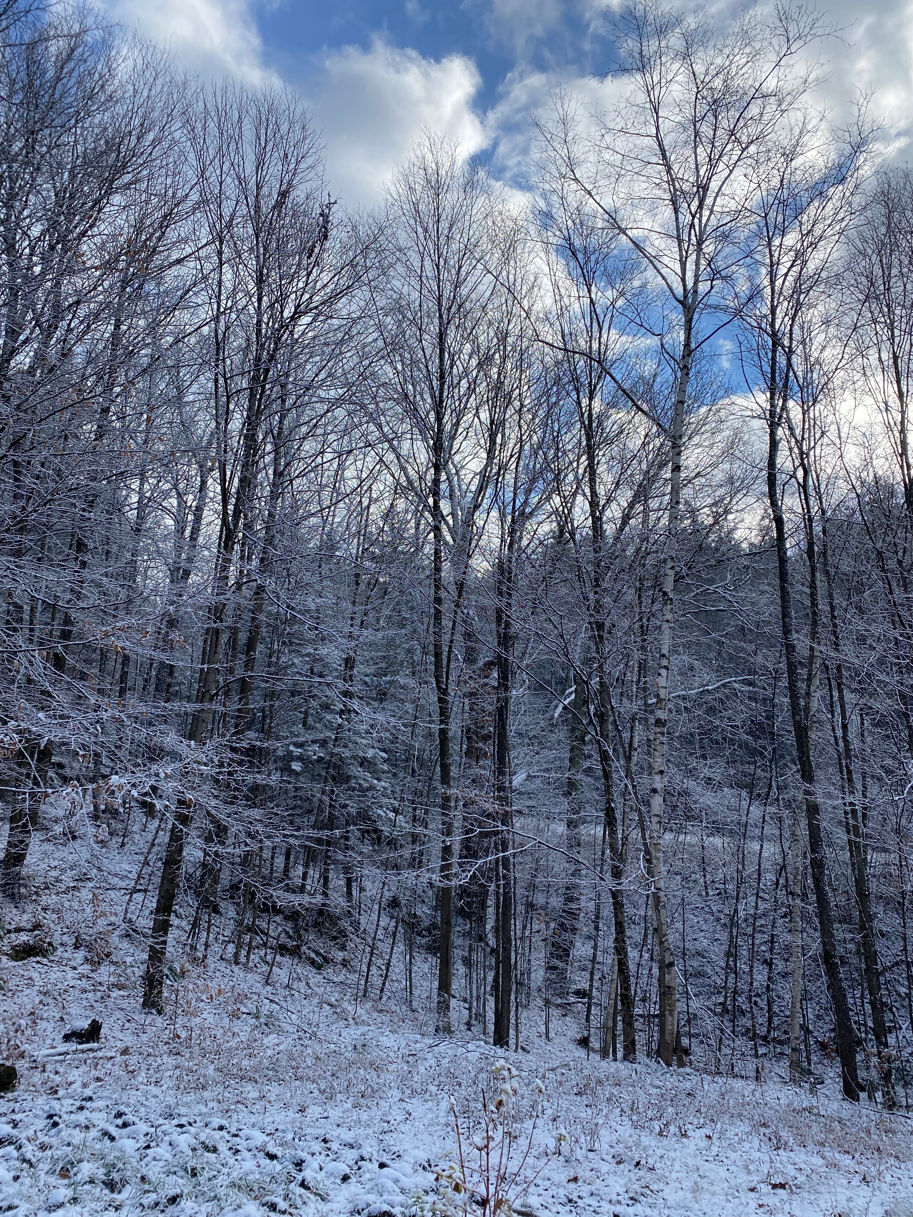 View of my snowy yard, surrounded by bare trees dusted with snow, on a bright morning. The sun is behind several clouds, and everything is illuminated in shades of white and silver.
