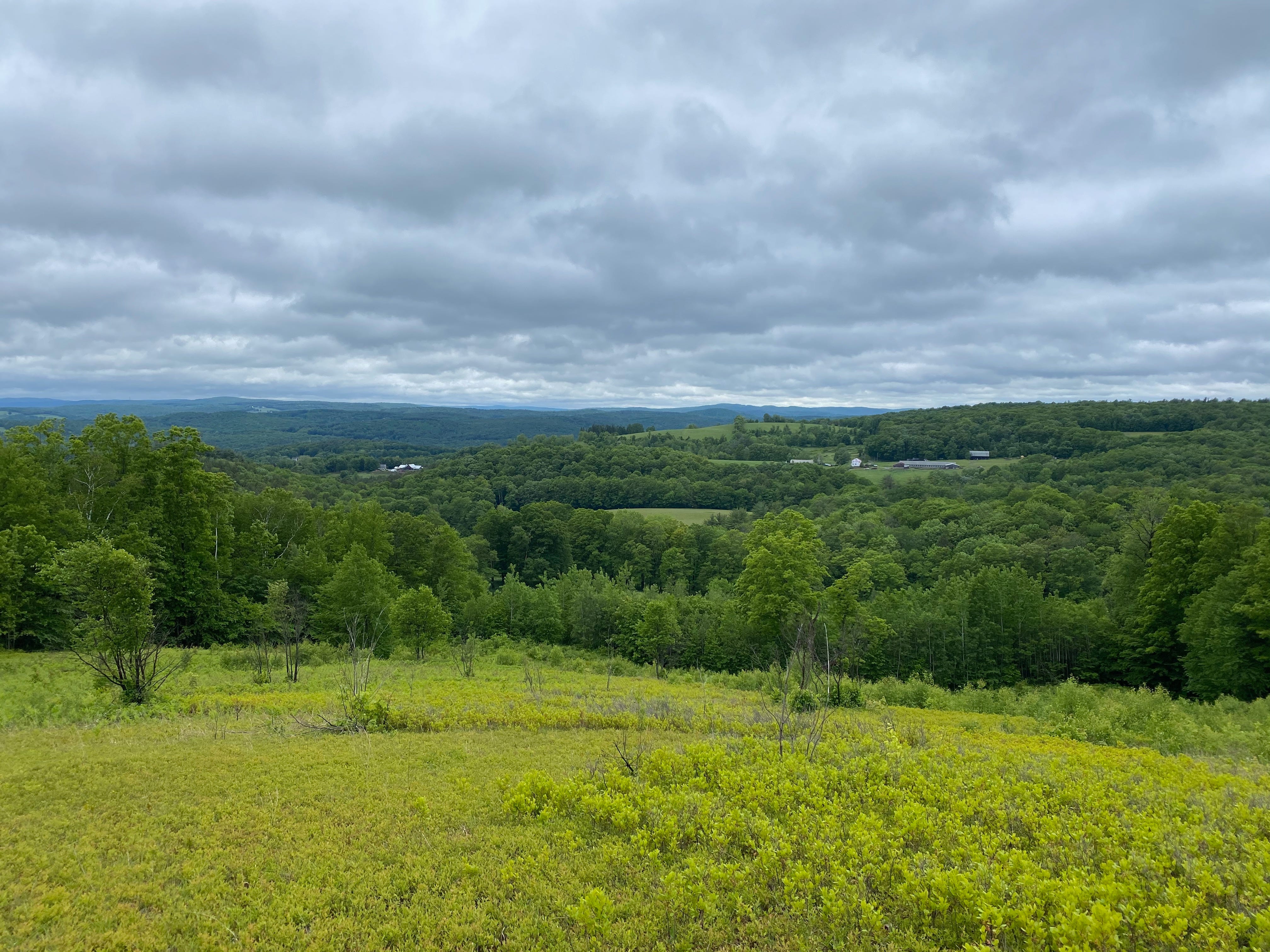 A photo of a bright green hilltop covered with small blueberry bushes. There’s a view of dark green forested hills dotted with pastures, more distant blue hills, and a sky of thick grey clouds.