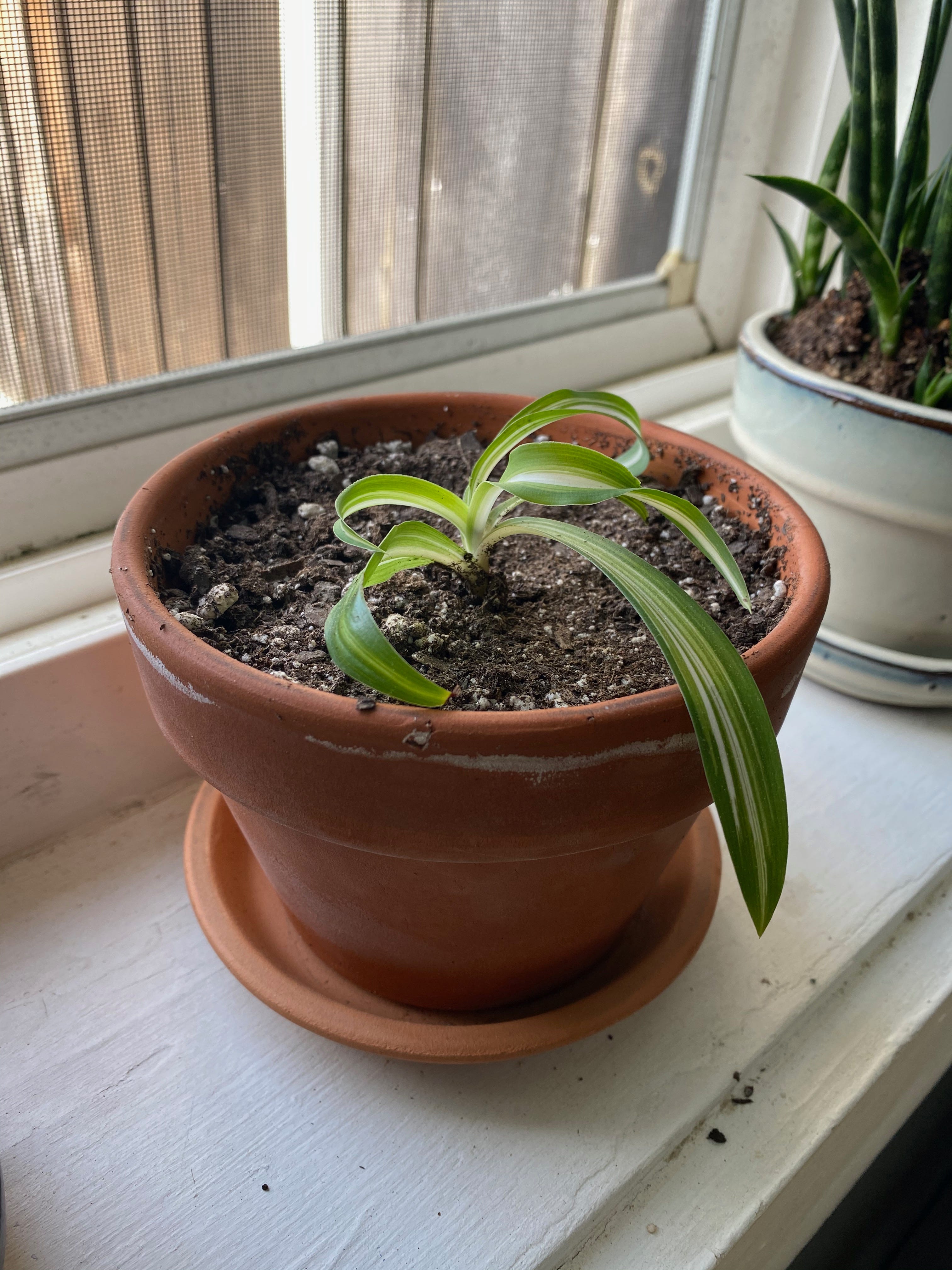 A baby spider plant in a small terracotta pot on a windowsill. Part of another plant with tall dark green leaves is visible in the background.