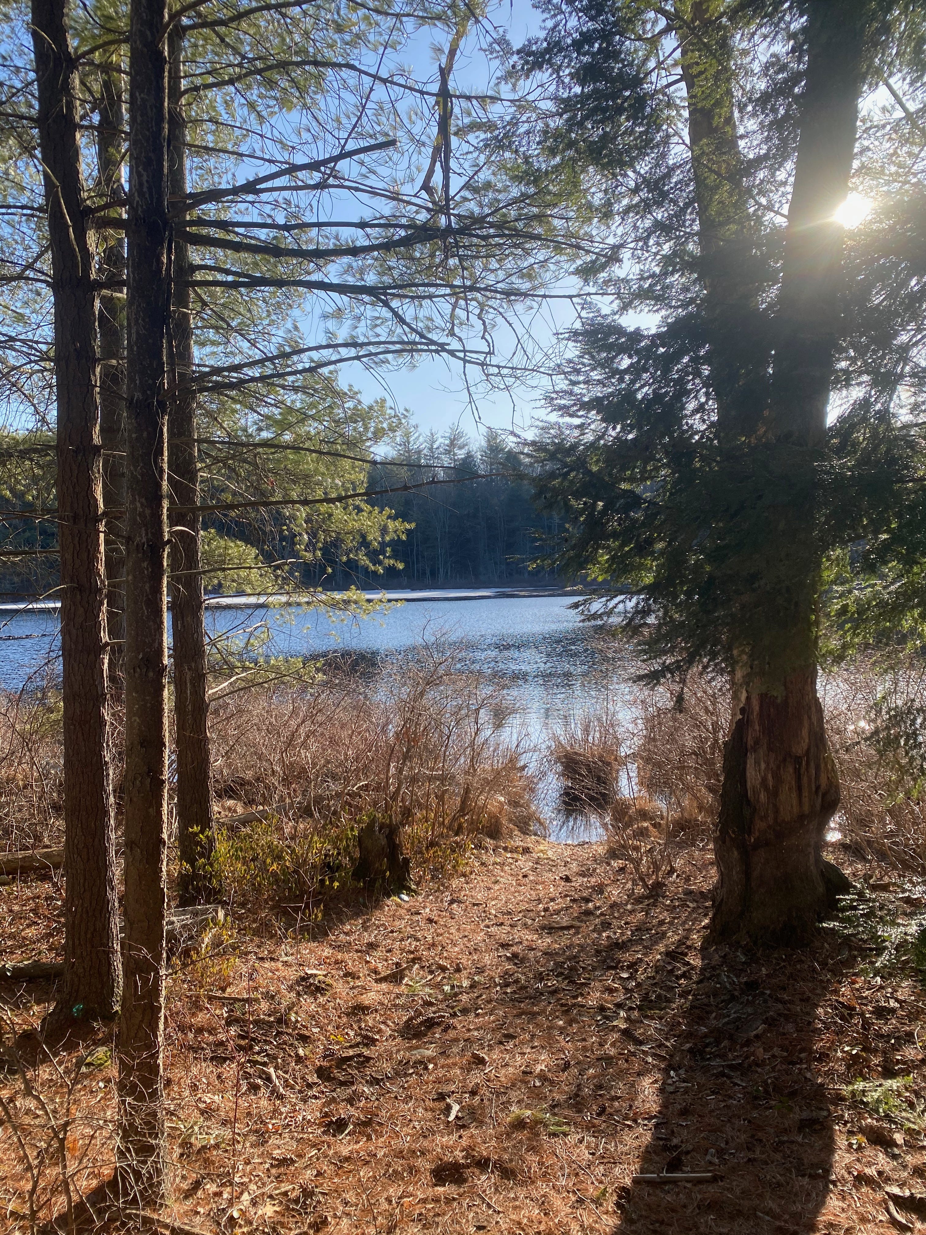 A sunlit clearing on the edge of a small pond. The clearing is covered in pine needles, and there are several large evergreen trees on either side. Their branches overlap in the blue sky above the pond. You can see the sun just behind one of the trunks.