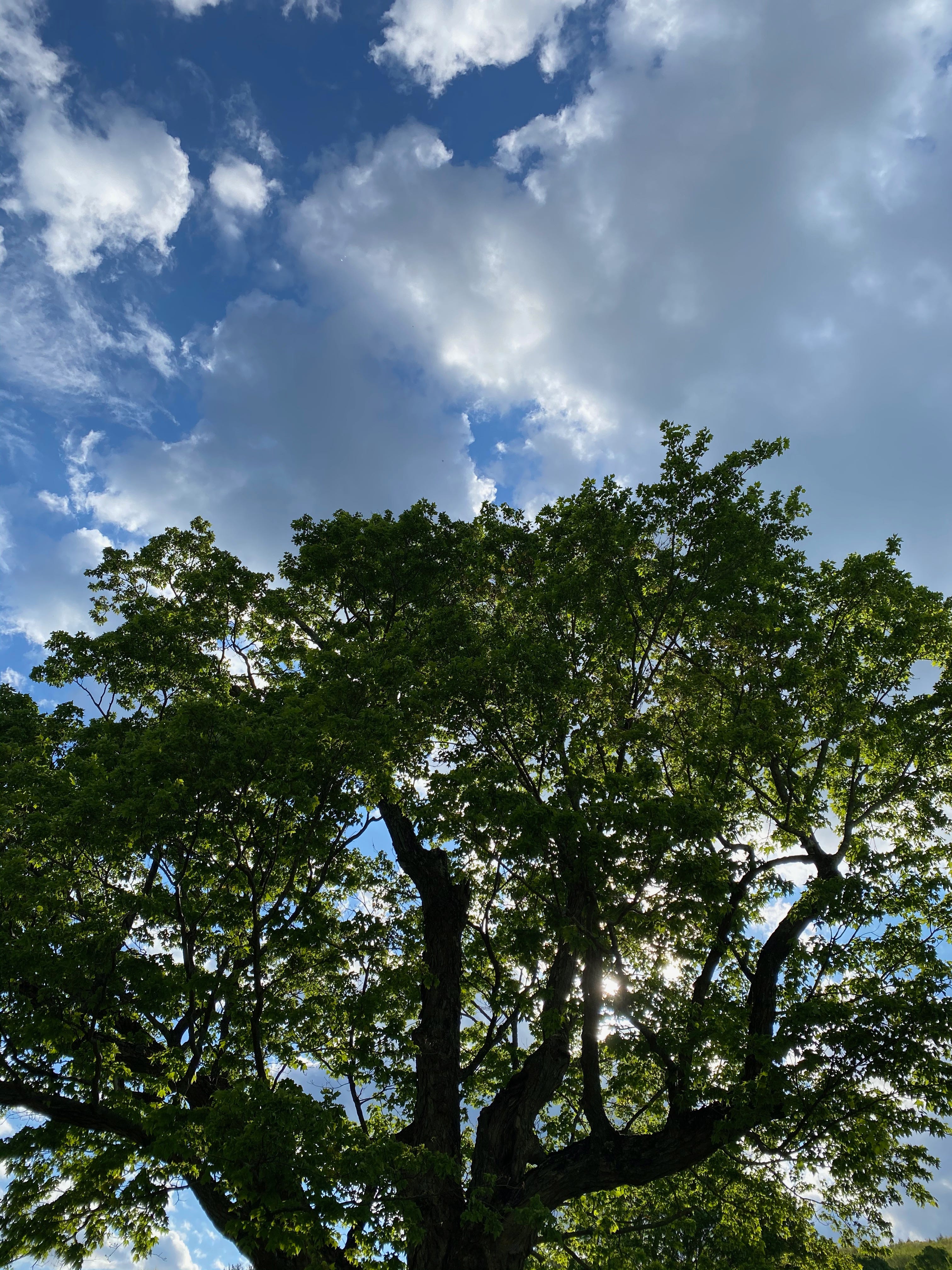 View of a bright green tree backlit against a blue sky full of clouds. The sun is shining between two prongs of its trunk.