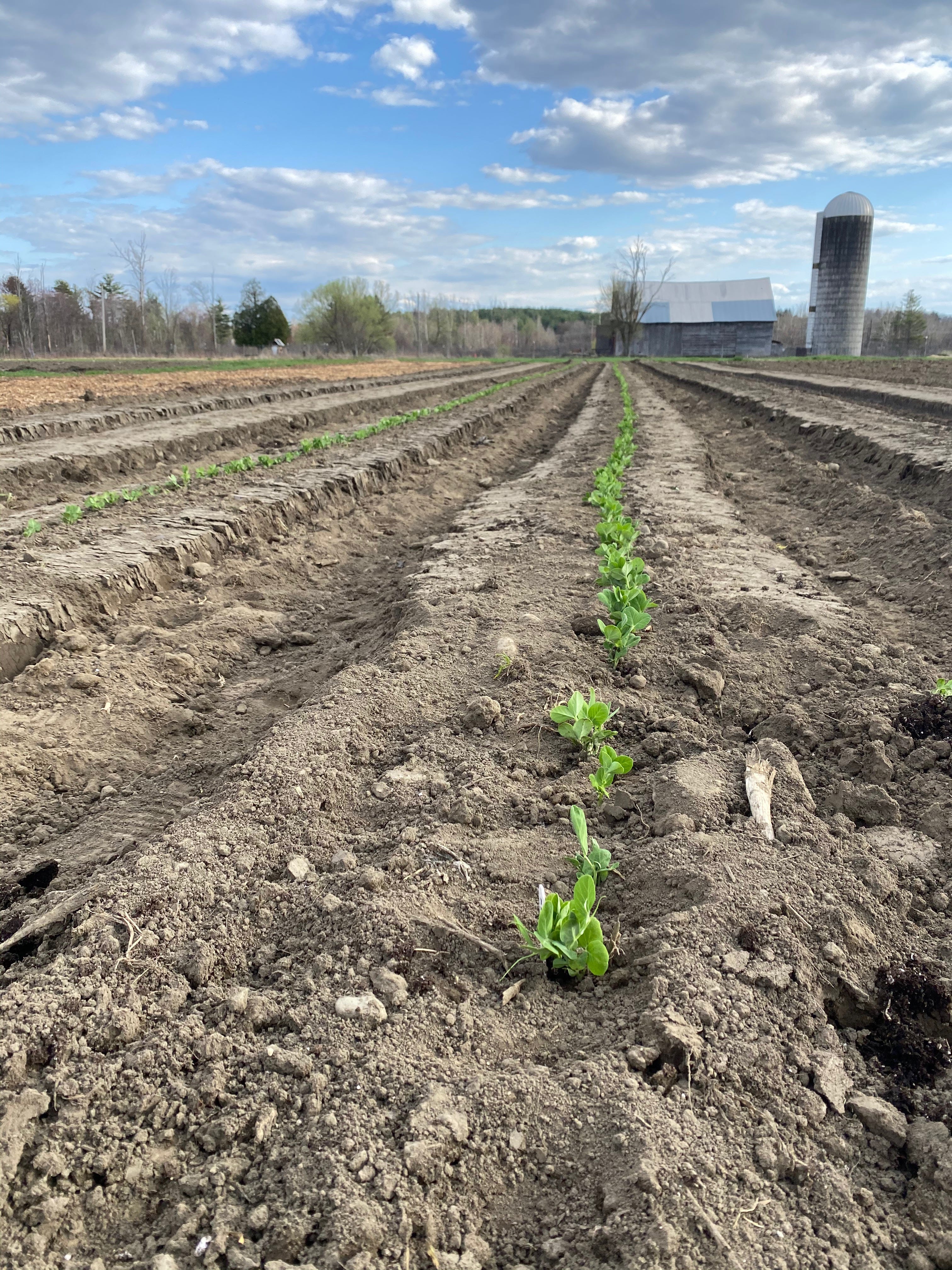 A row of pea seedlings in a newly tilled field. The field stretches toward the horizon, where there’s a barn and silo below a blue sky dotted with clouds.