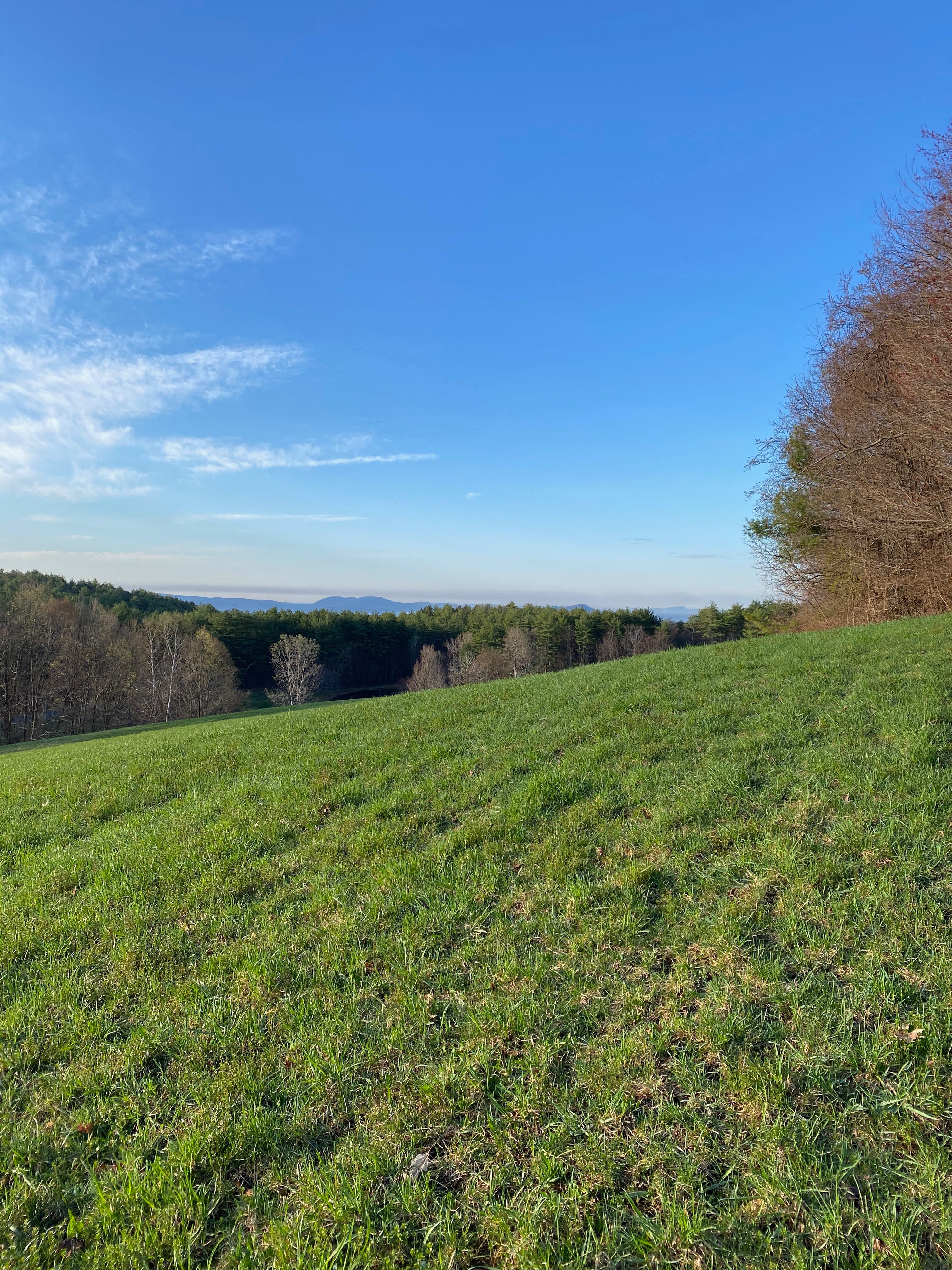 A wide green hillside covered in grass. The sky is bright blue, and a few distant mountains are visible behind a treeline of mostly brown and dark green trees. There are a few wisps of cloud in the sky, and one large tree in the foreground at the top of the hill.