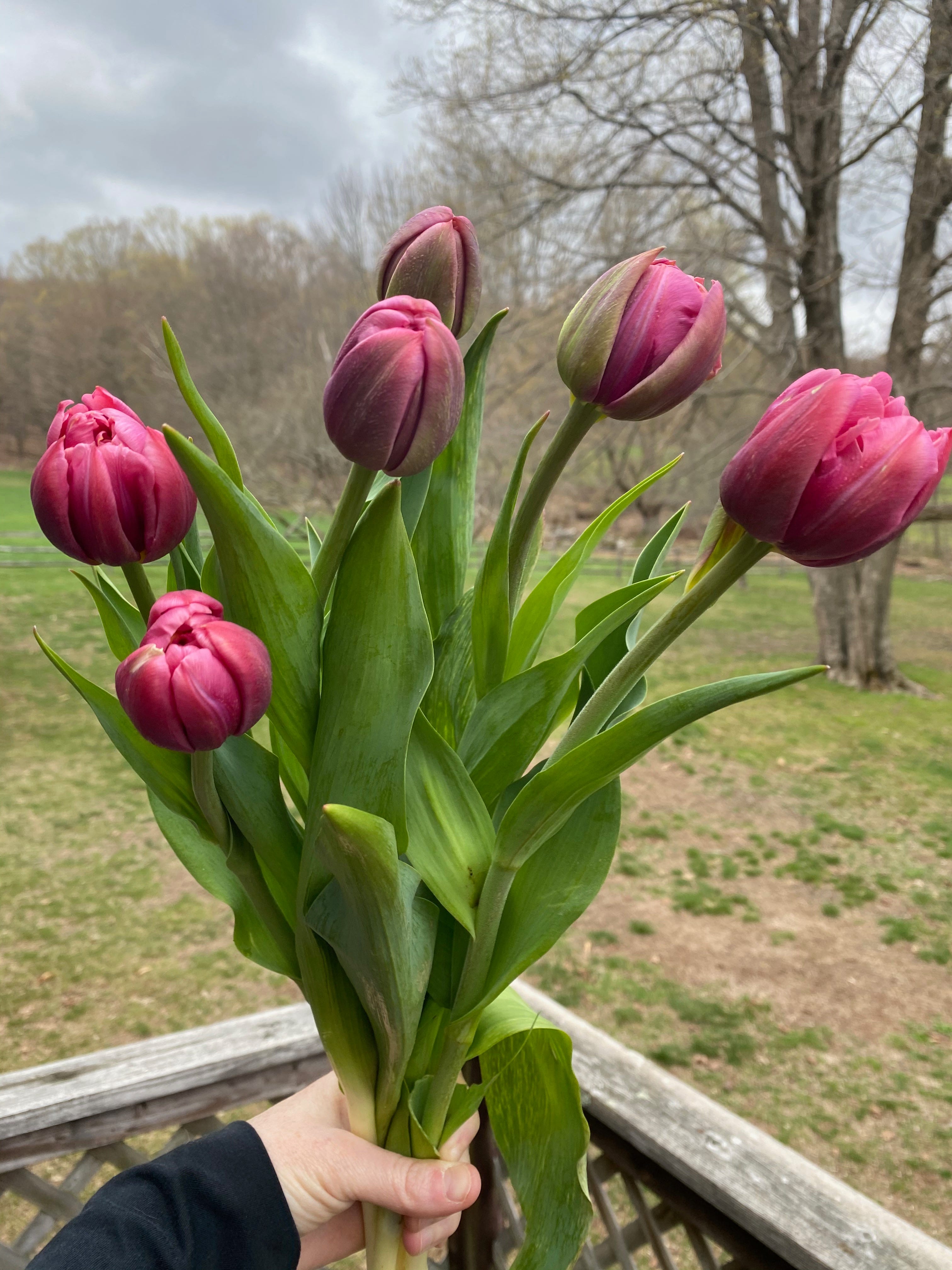 My hand holding a bouquet of six deep pink tulips. In the background is a wooden porch railing, a grassy yard, a distant treeline, and a cloudy sky.