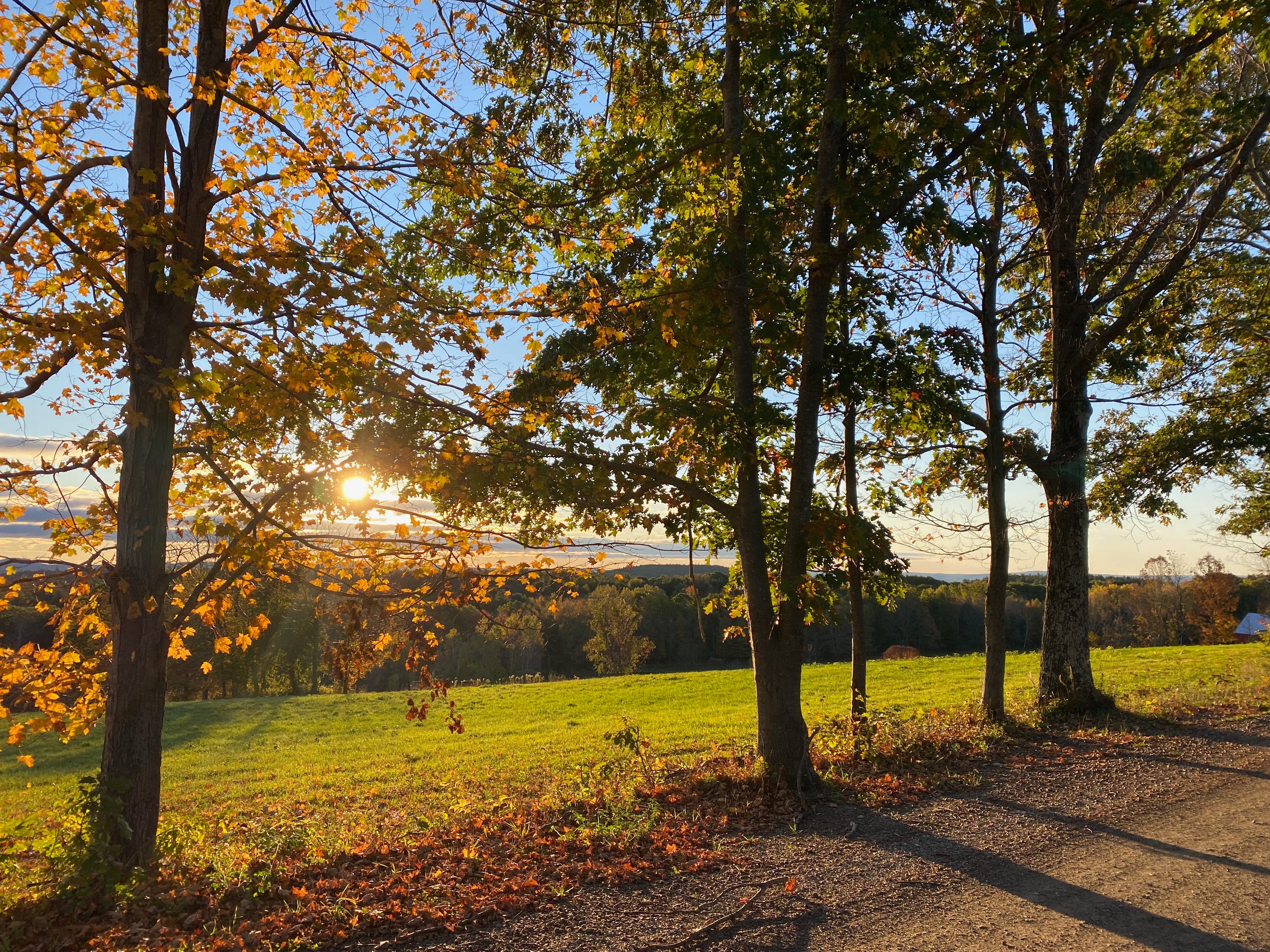 View of the sunrise over a bright green field and a line of dark hills on the horizon. The sky is bright blue, the sun just visible through a bank of clouds. Three large trees stand on the edge of the field; one has golden leaves and the other two green leaves. The sunlight filters through the branches. A dirt road is visible in the foreground.