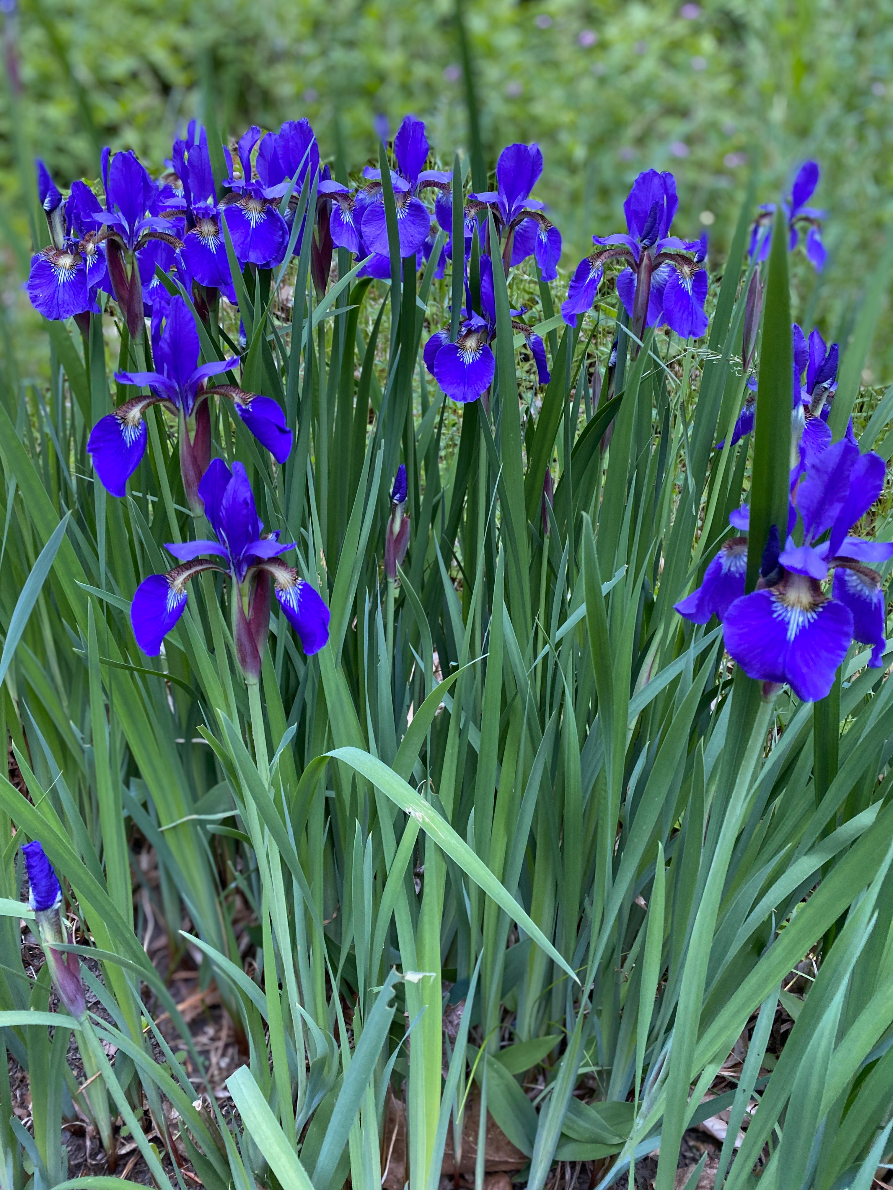 Closeup of a clump of blue-purple irises.