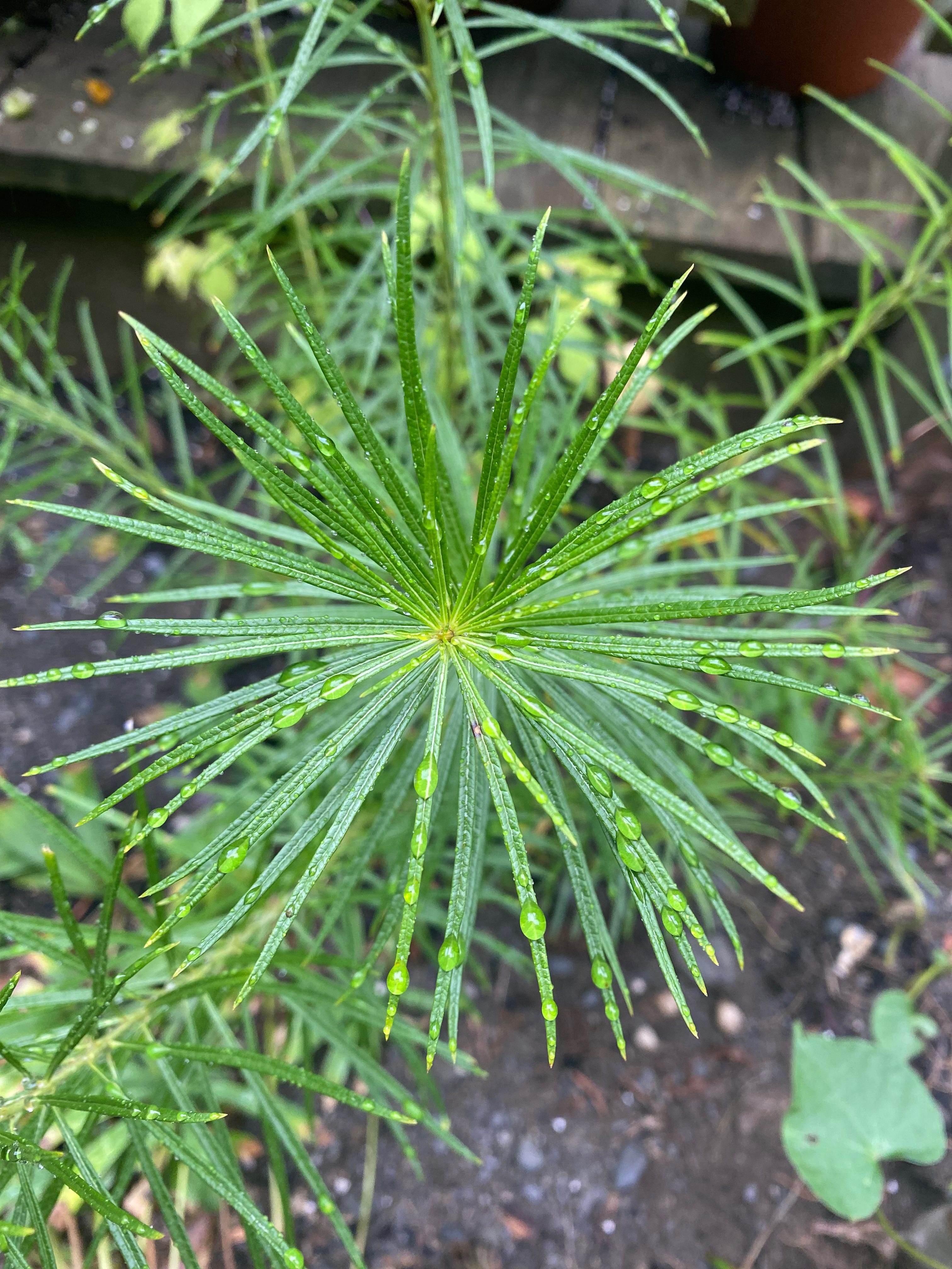 Close-up of water droplets on a green plant with thin, needle-like leaves.