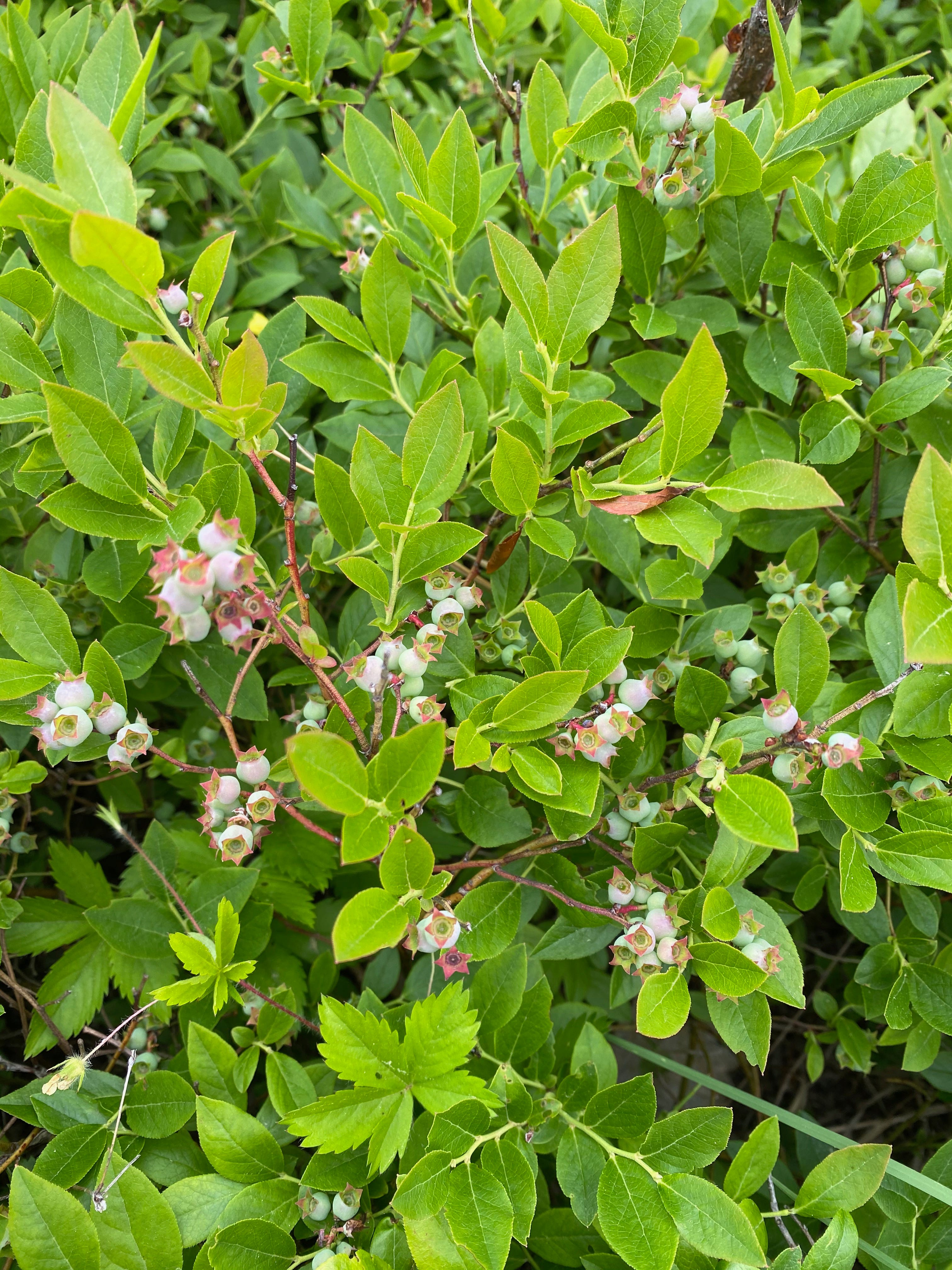 Lowbush blueberry plants covered in tiny green berries.