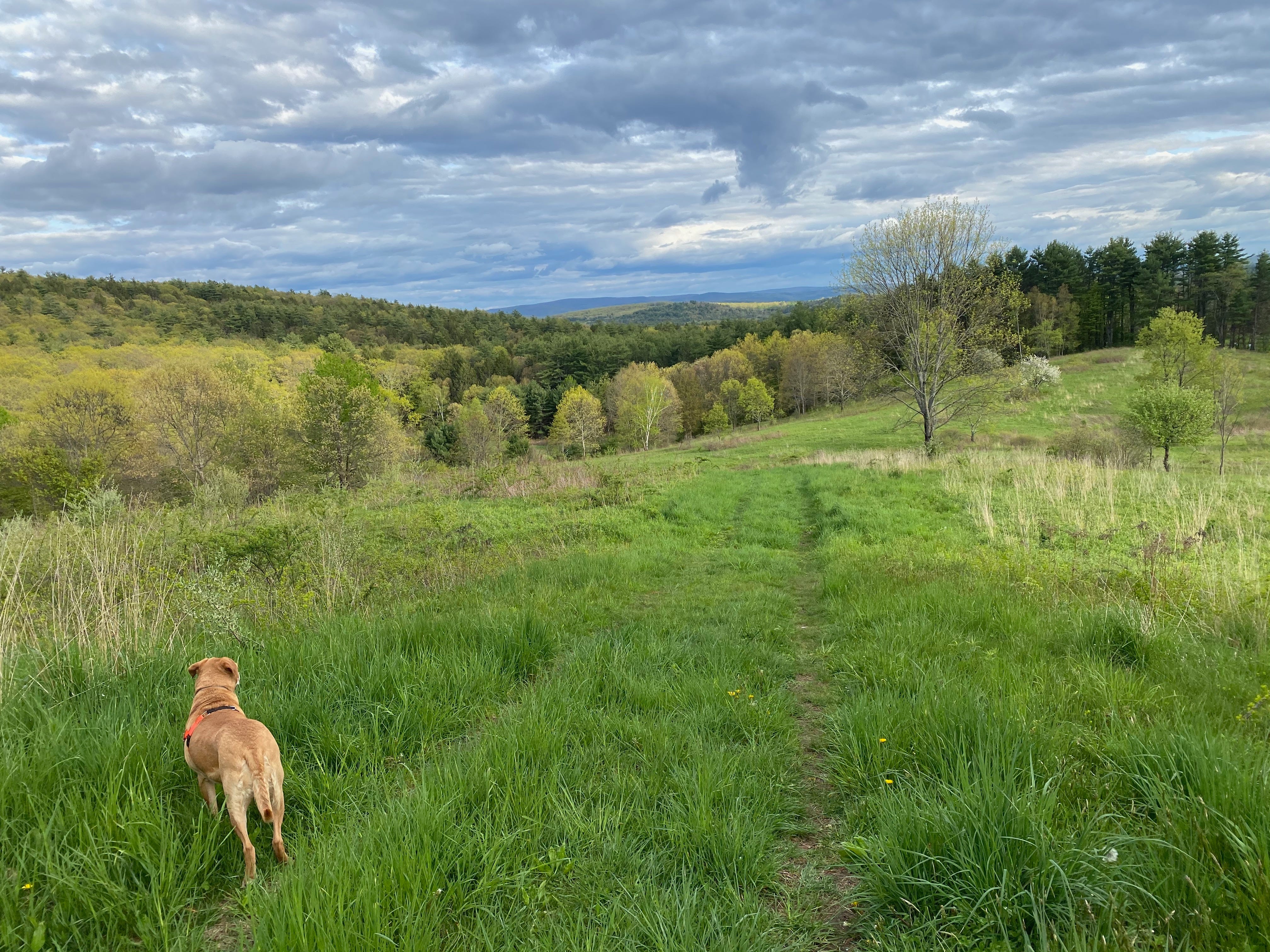 My dog Nessa standing in a green field at the top of a hill. She’s looking out at spring trees in many shades of green and a sky full of silvery clouds.