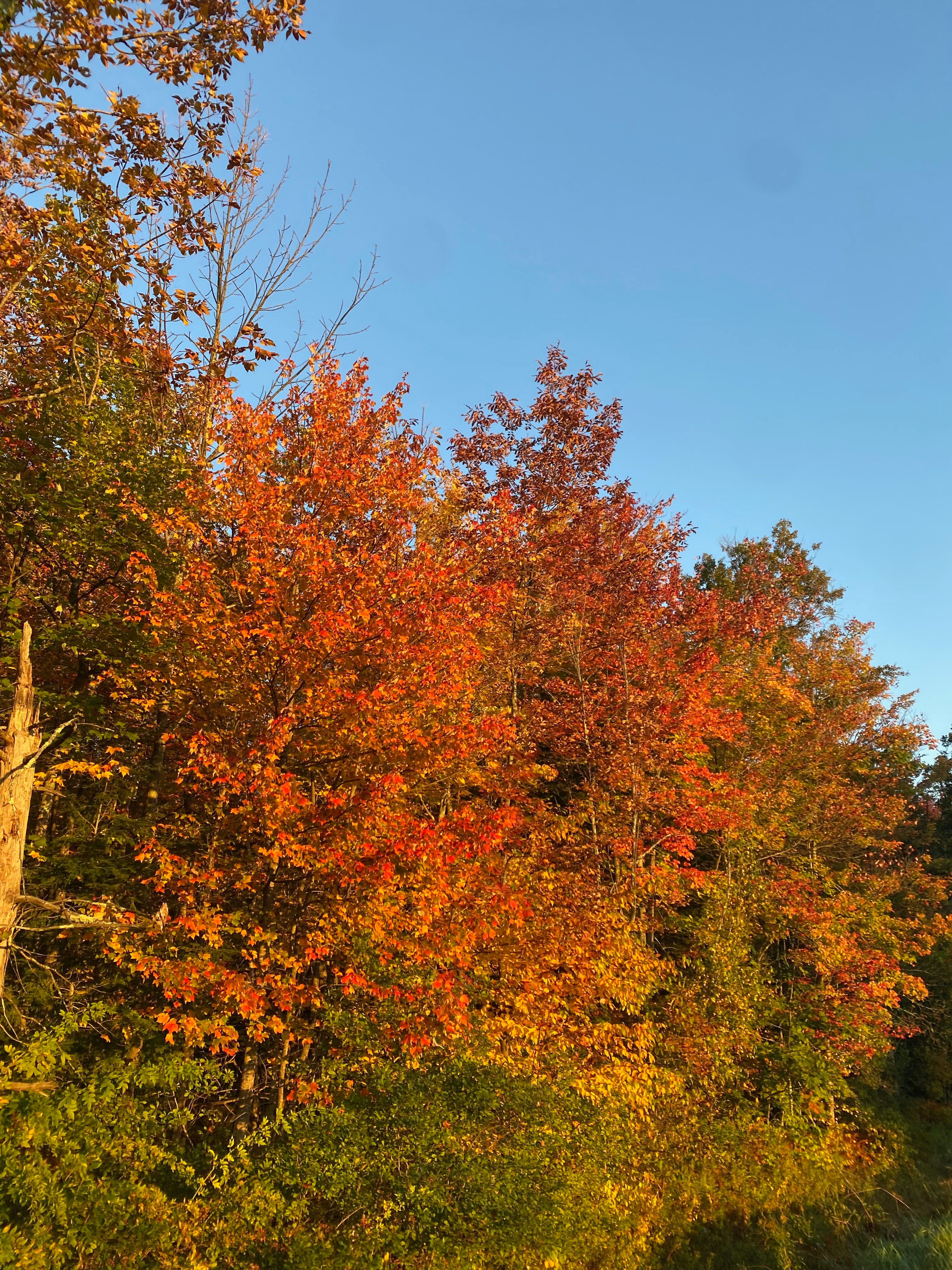 Two bright red and orange trees against a blue sky in the early morning light.