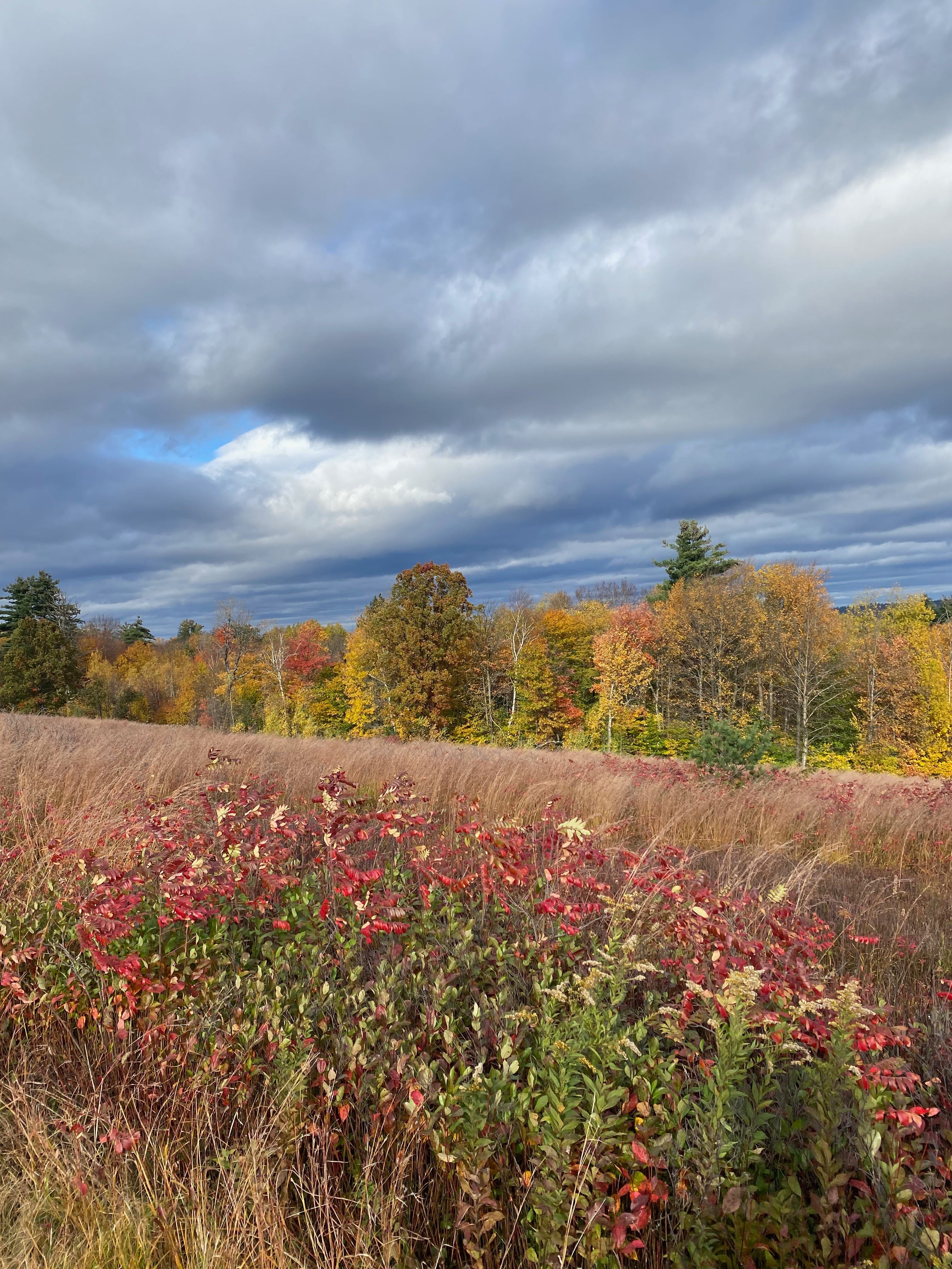 View of a windswept field of red and brown leaves and grasses. The line of red and gold trees on the horizon is lit up by the sun. The clouds are dark and dramatic.