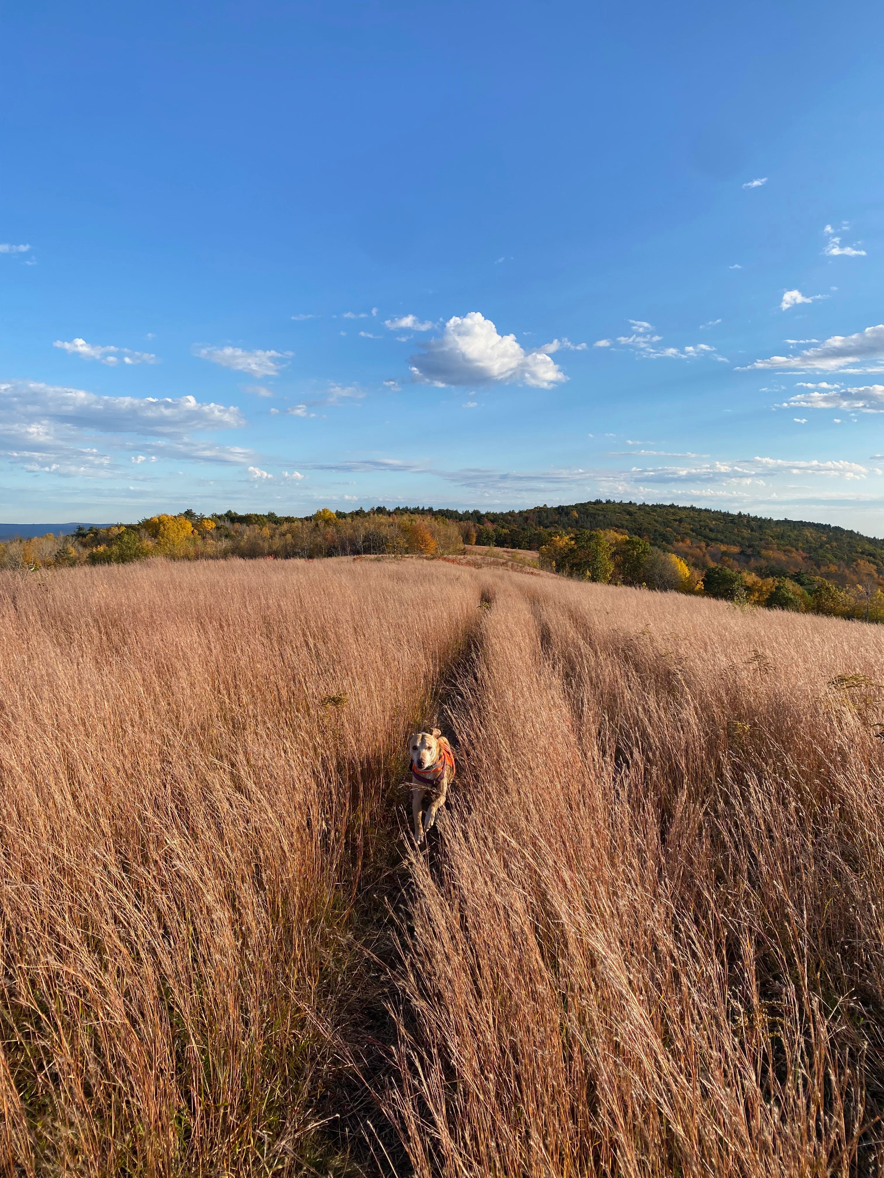 My dog Nessa is running through a field of tall brown grass that stretches a long way into the distance along a ridgetop. The sky is deep blue and the light is October crisp.