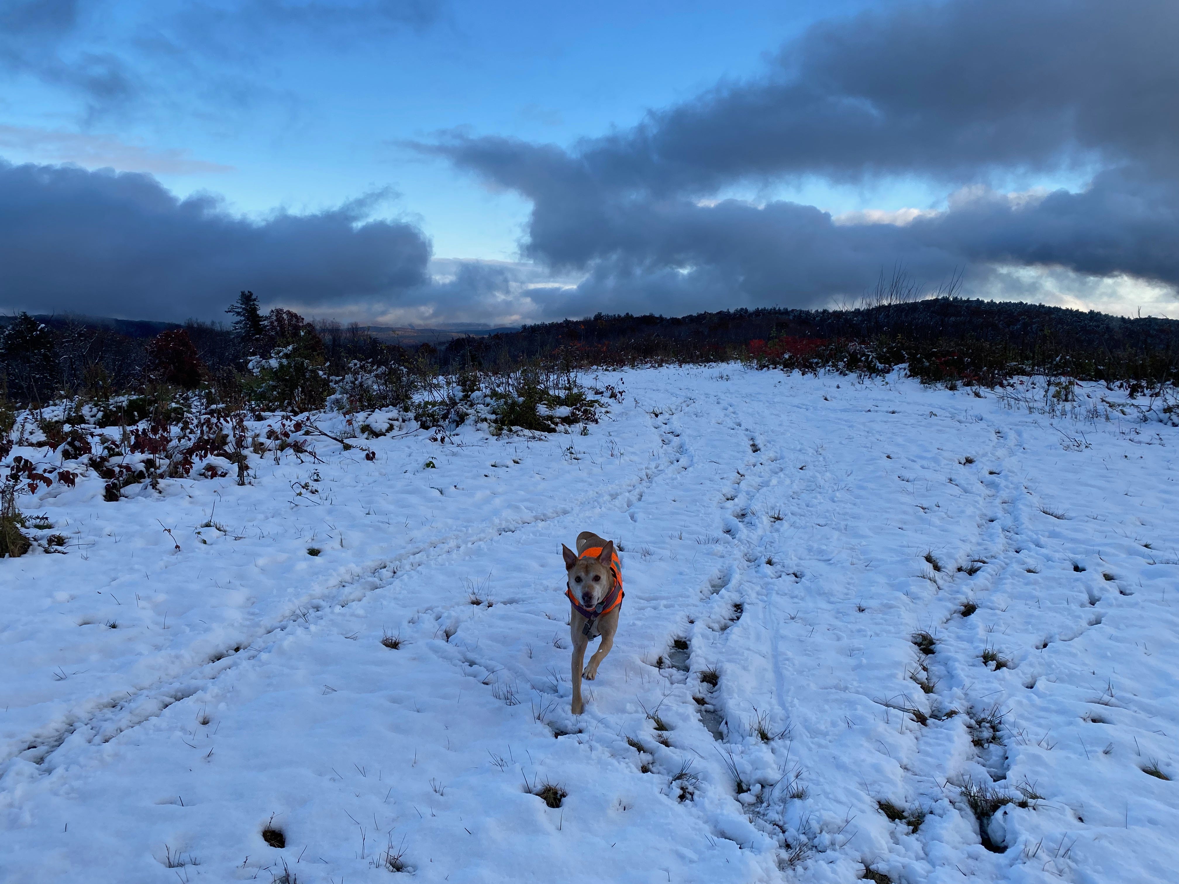 Nessa in mid-leap, legs extended, on a snow-covered ridgetop under a sky full of dark clouds.