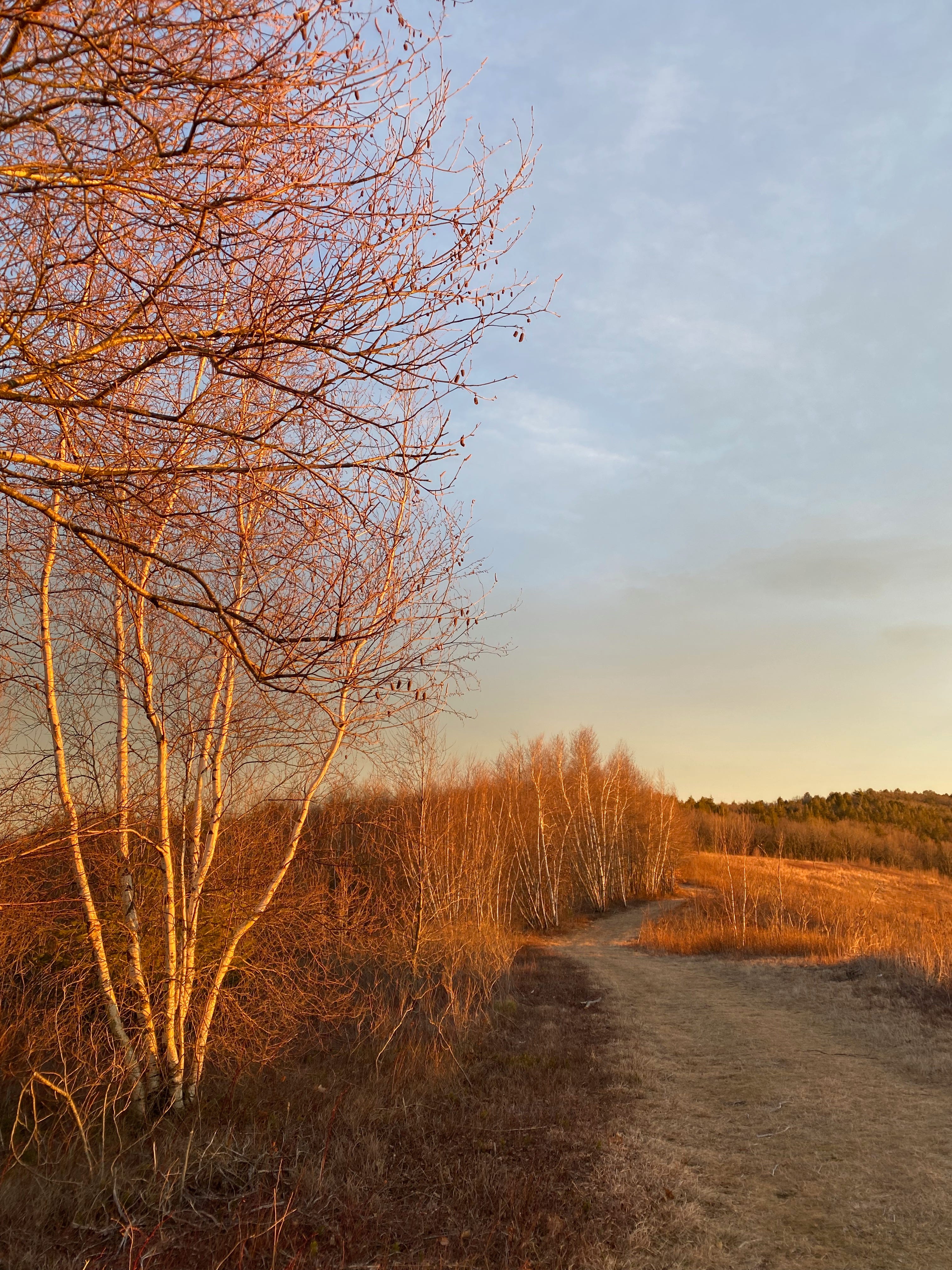 A grassy path along a ridge at sunset. Golden birch trees line one side, and golden fields the other. The sky is blue and gold.