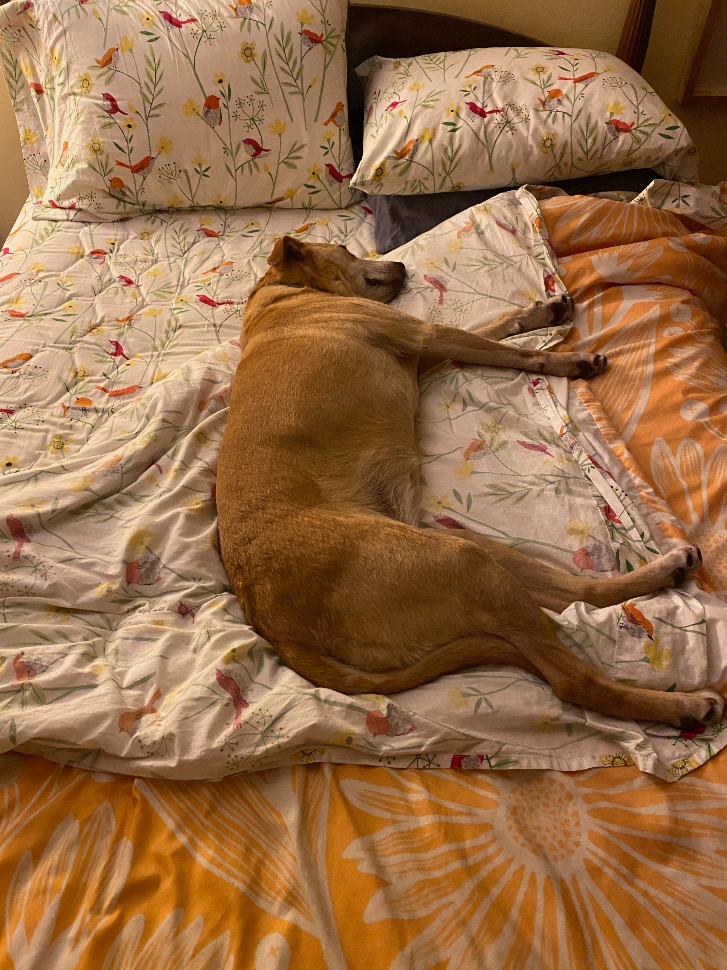 Nessa lying smack in the middle of the bed, her head resting on the turned-down sheets.
