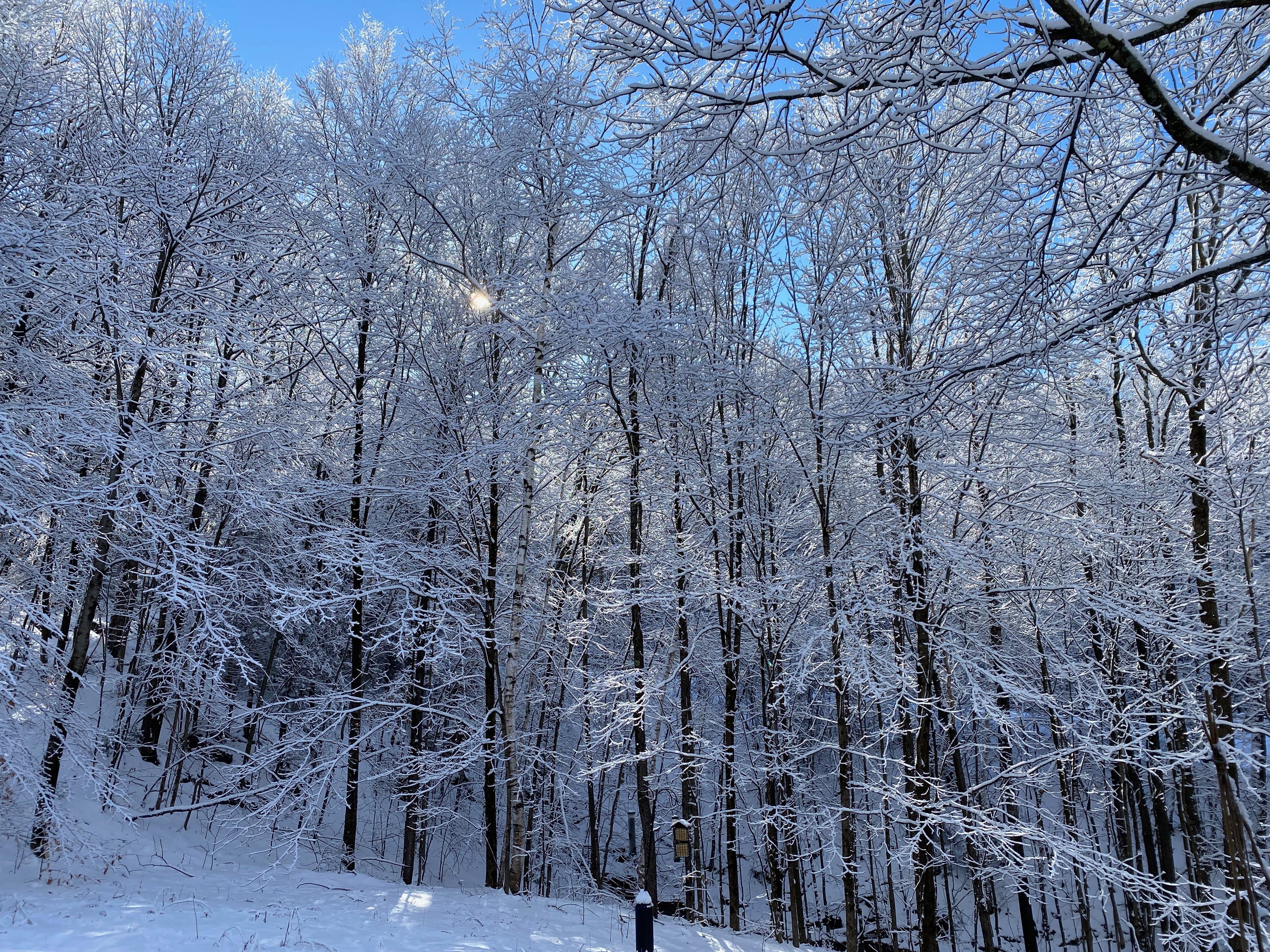 A stand of snow-covered trees glistening white and silver in the sun, which is just visible between the branches.