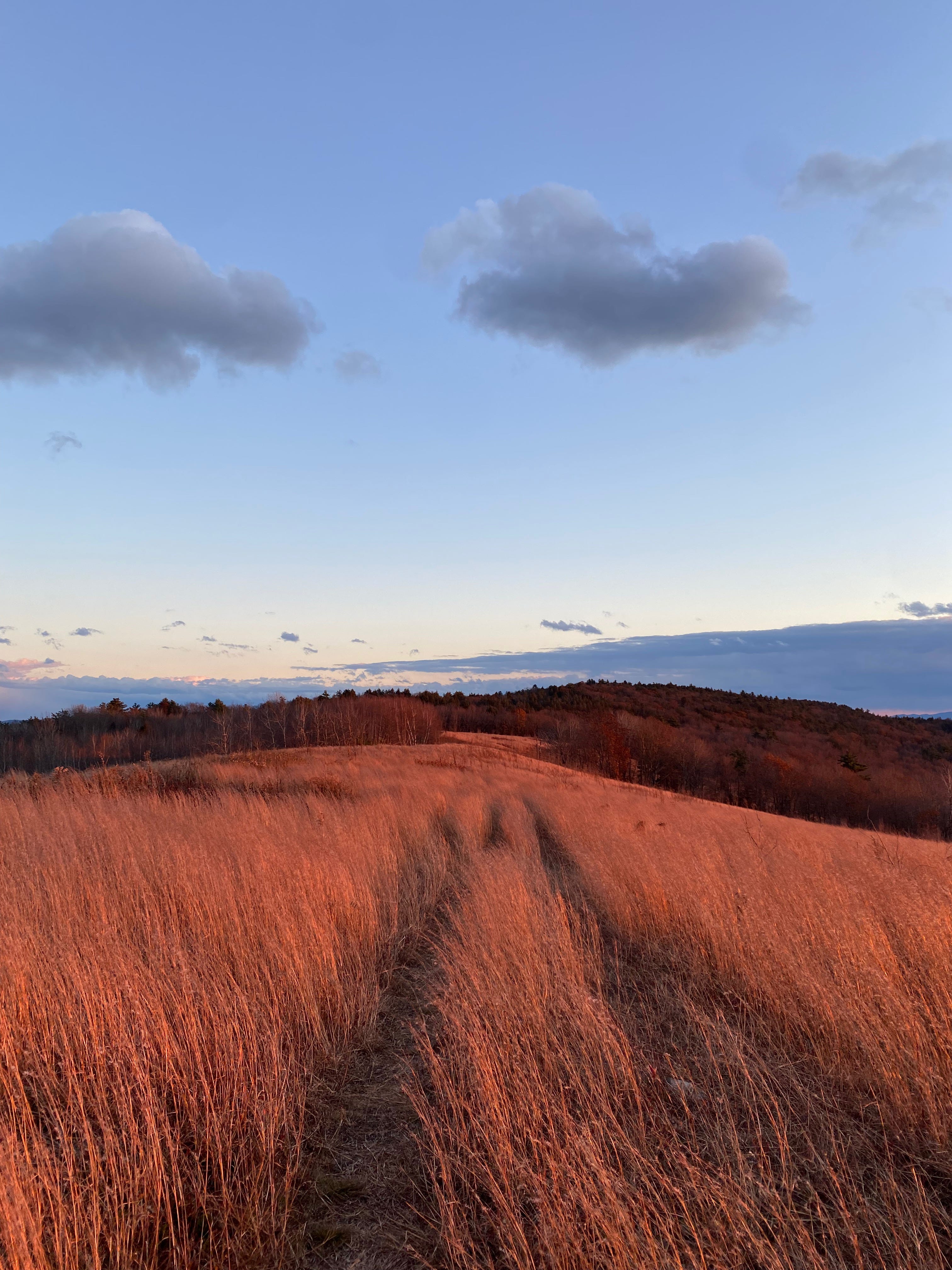 A ridgetop meadow of tall grass lit up pink in the sunset light.