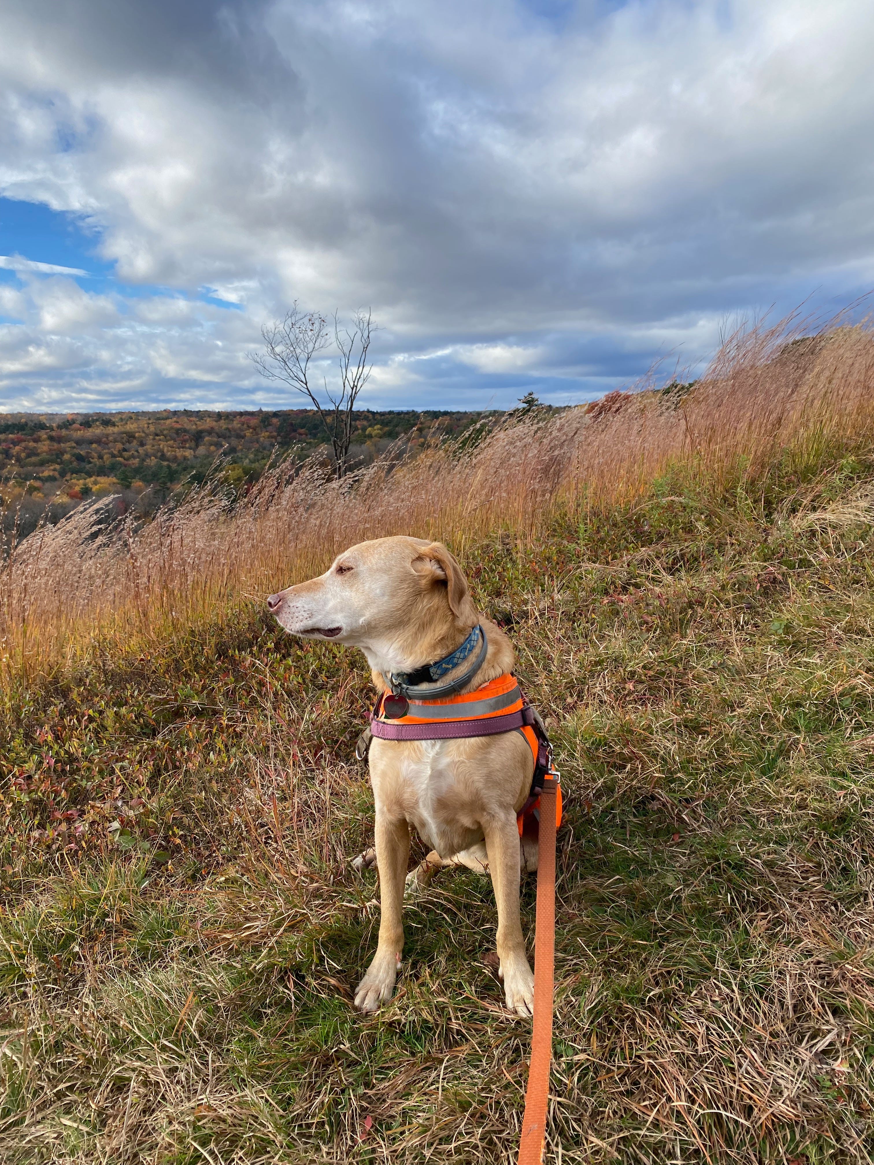 Nessa sitting on a grassy hill, her eyes mostly closed, her face turned away from the camera and into the wind.